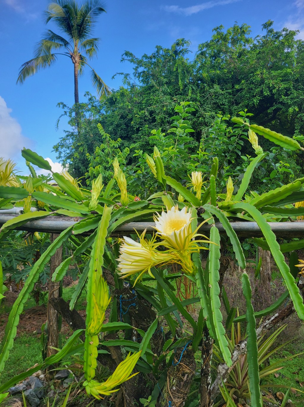 Vitamin D & Your Immune Health: What You Should&nbsp;Know